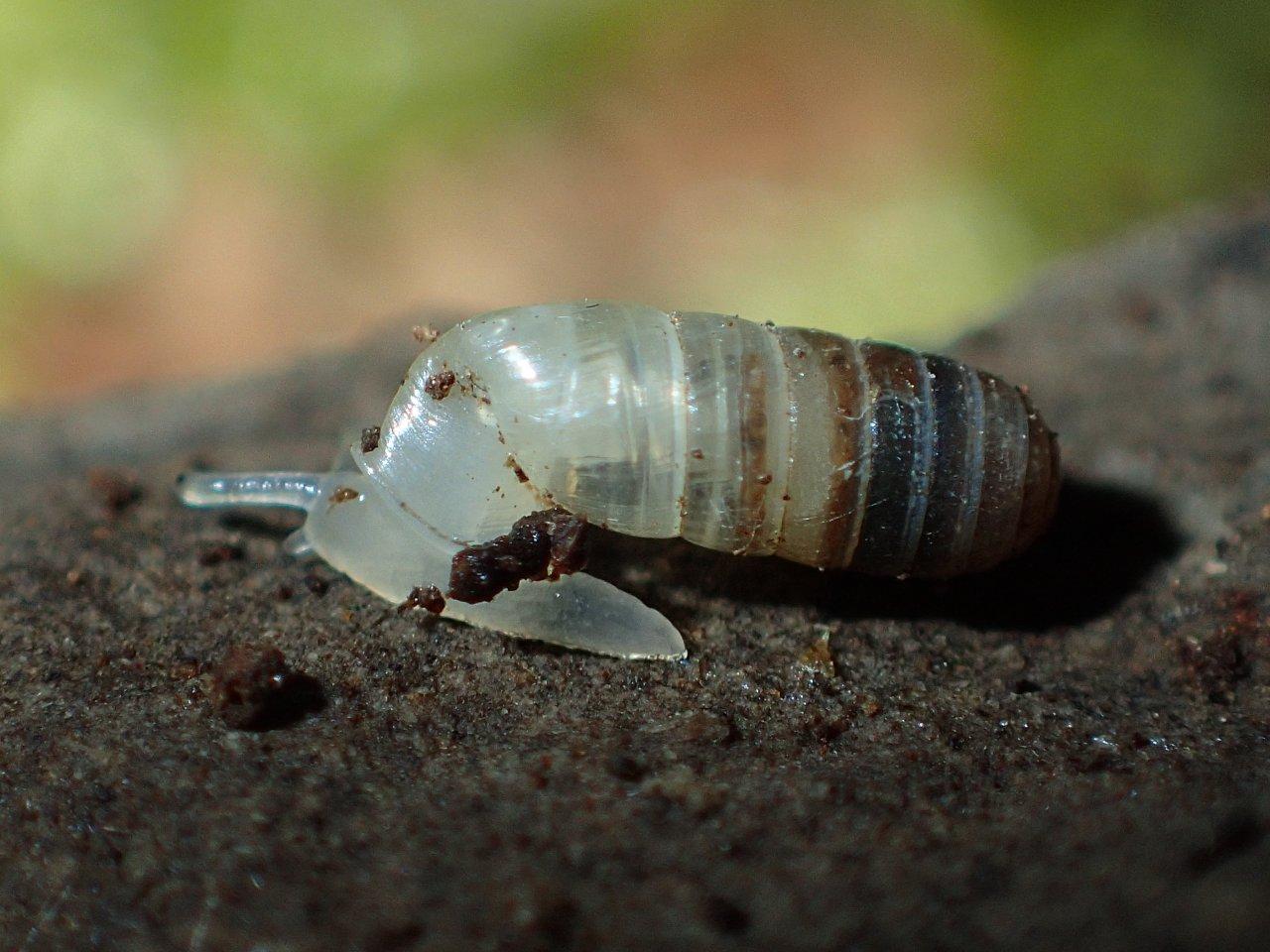 Argna valsabina , habitat.