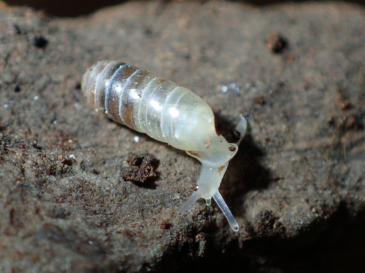 Argna valsabina , habitat.