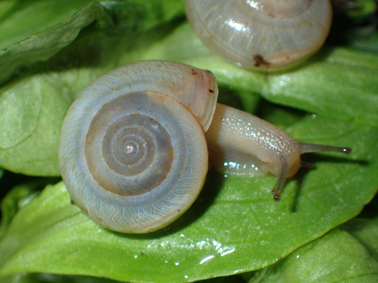 Monacha cantiana Valle Camonica