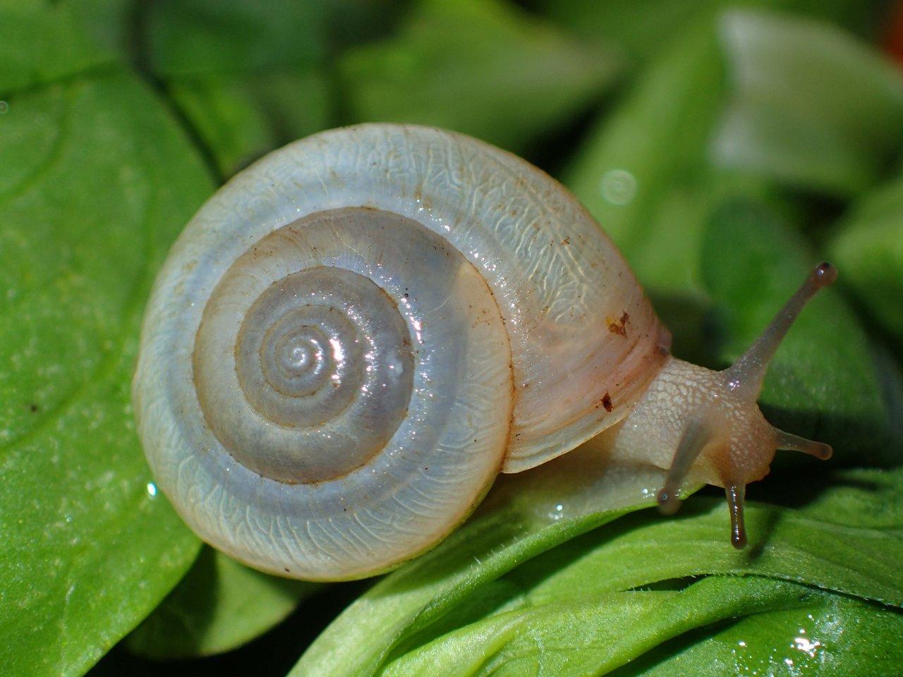 Monacha cantiana Valle Camonica