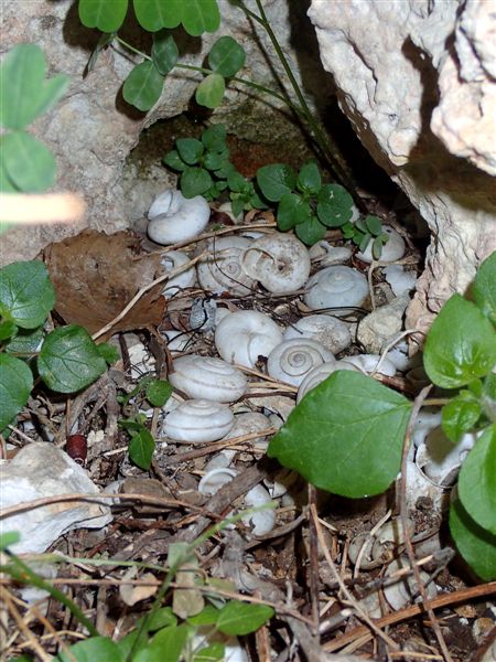 Chilostoma cingulatum