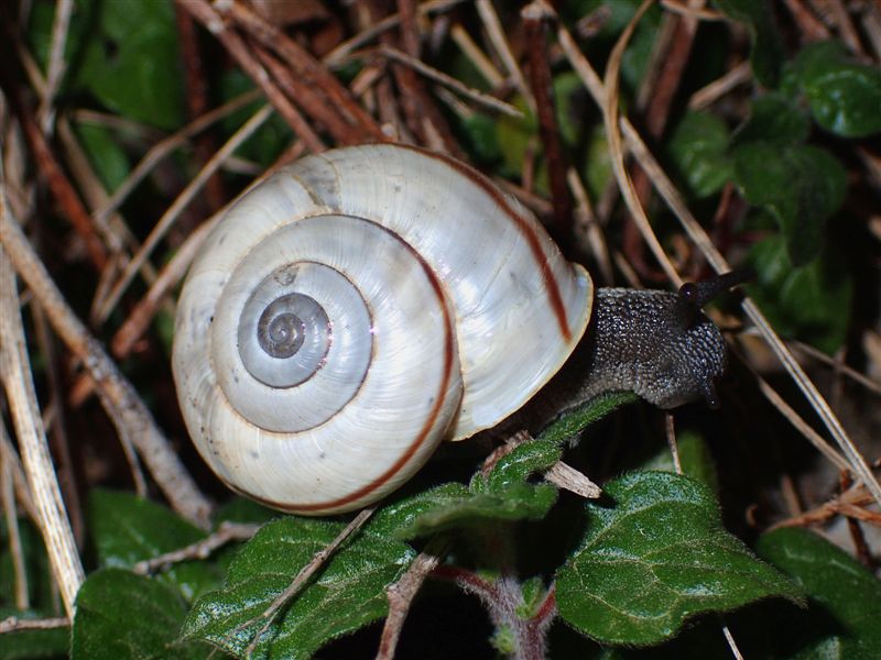 Chilostoma cingulatum