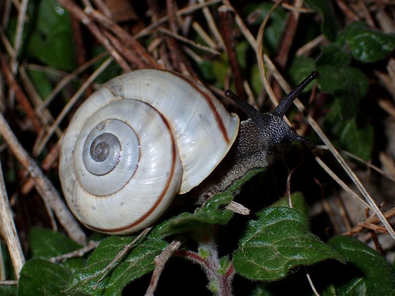 Chilostoma cingulatum