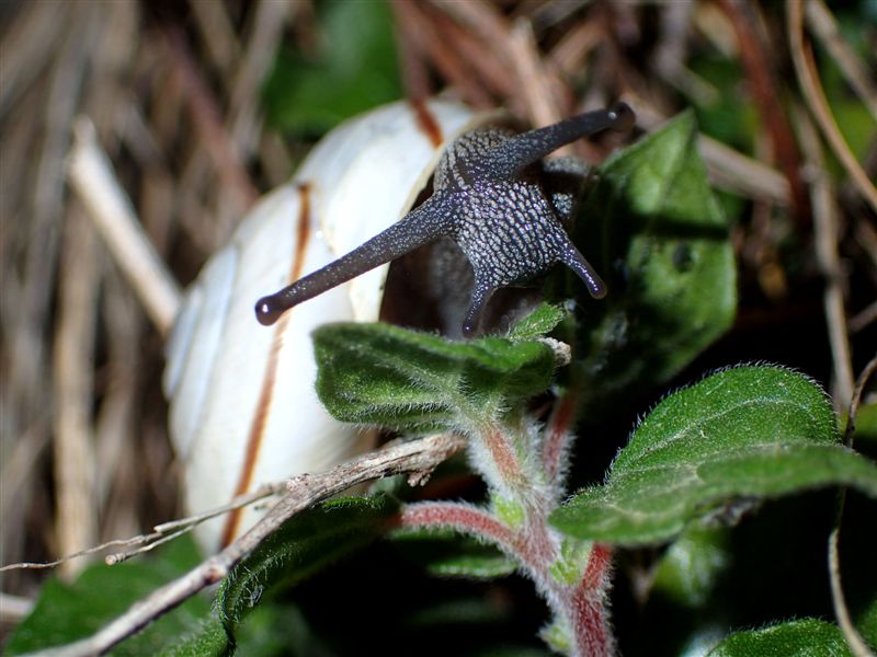 Chilostoma cingulatum