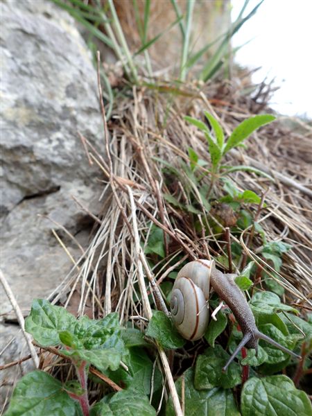 Chilostoma cingulatum