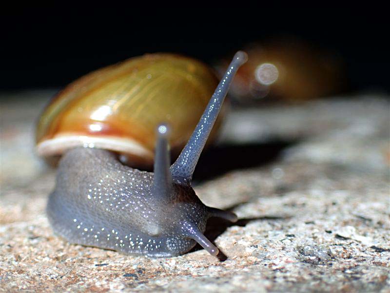 Chilostoma zonatum ( Studer, 1820) ValleCamonica.