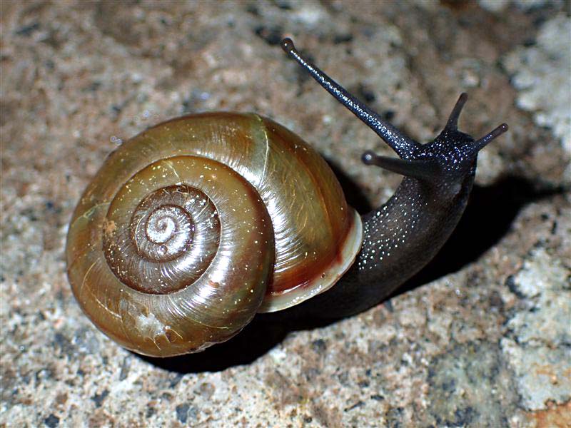 Chilostoma zonatum ( Studer, 1820) ValleCamonica.