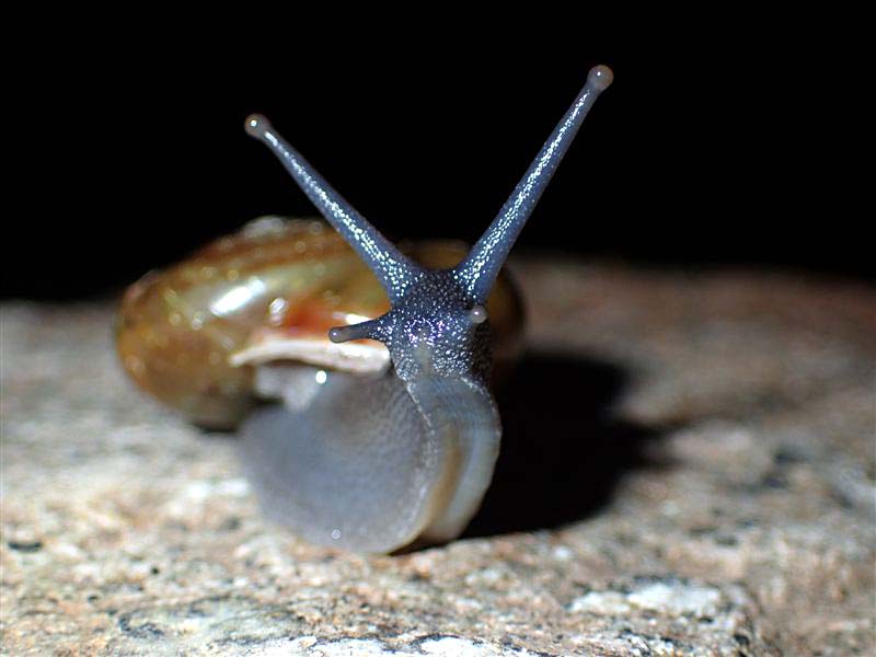 Chilostoma zonatum ( Studer, 1820) ValleCamonica.