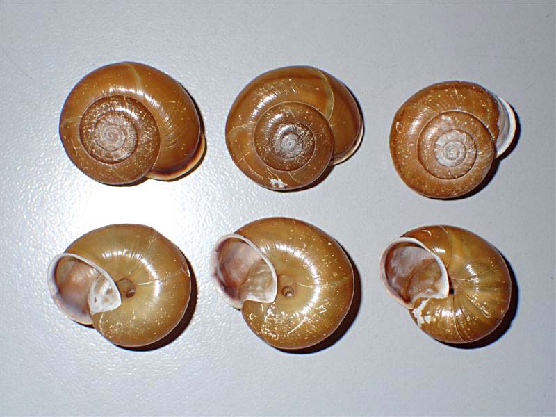 Chilostoma zonatum ( Studer, 1820) ValleCamonica.