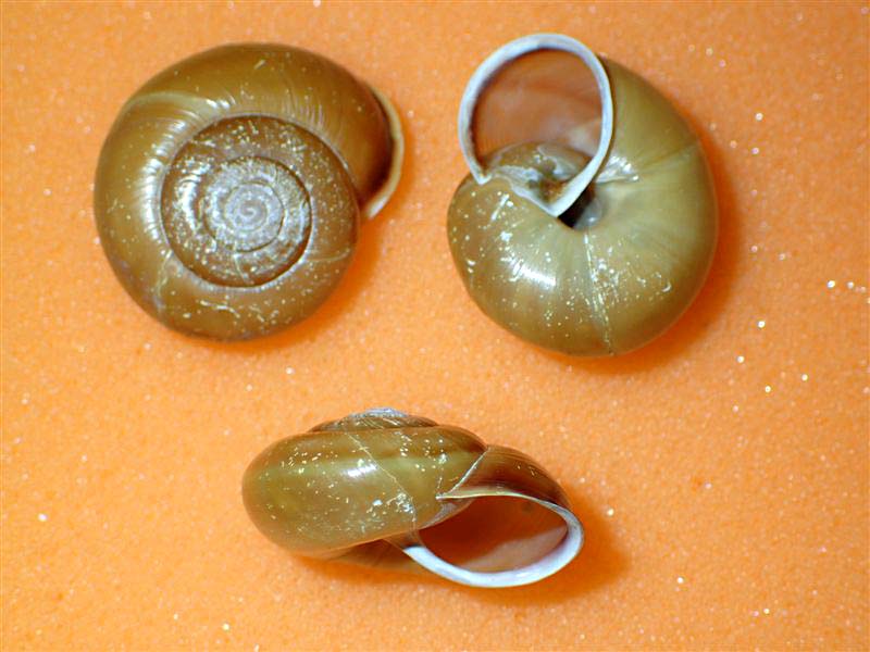 Chilostoma zonatum ( Studer, 1820) ValleCamonica.