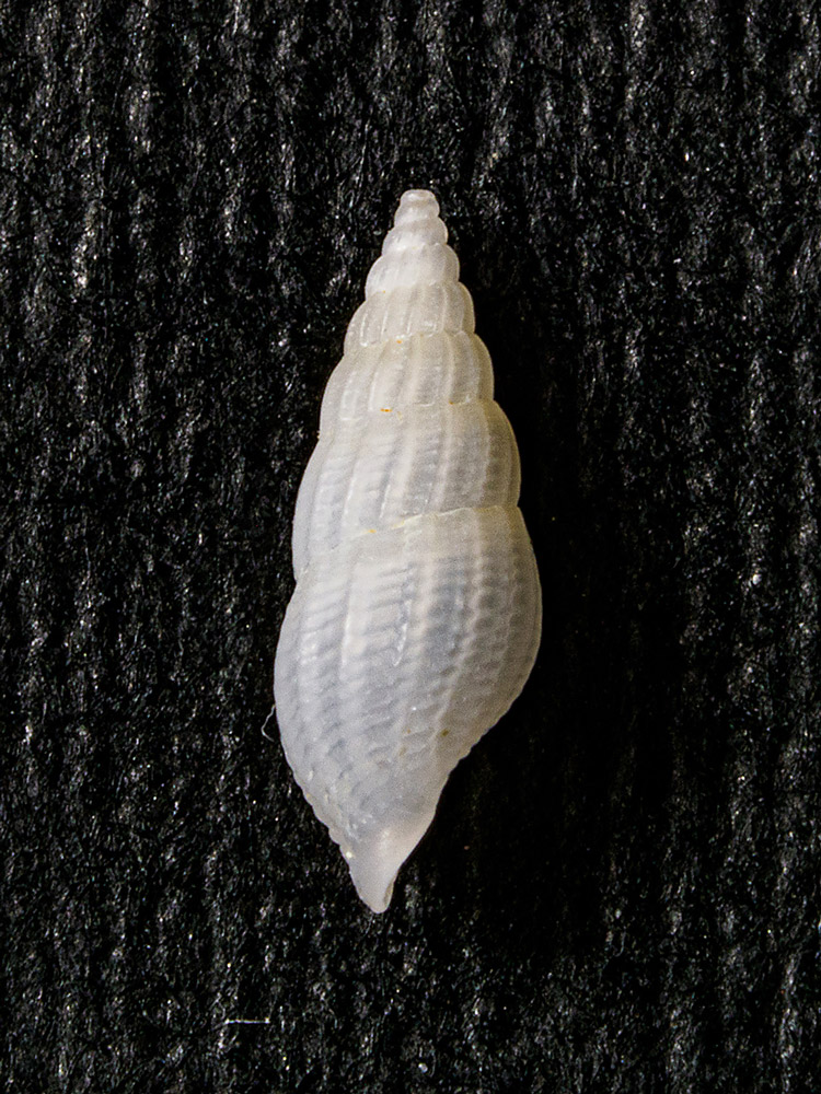 Non riesco a determinare la specie