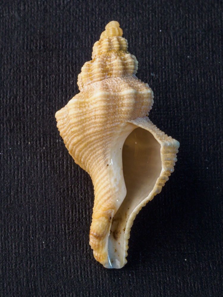 fusinus A
