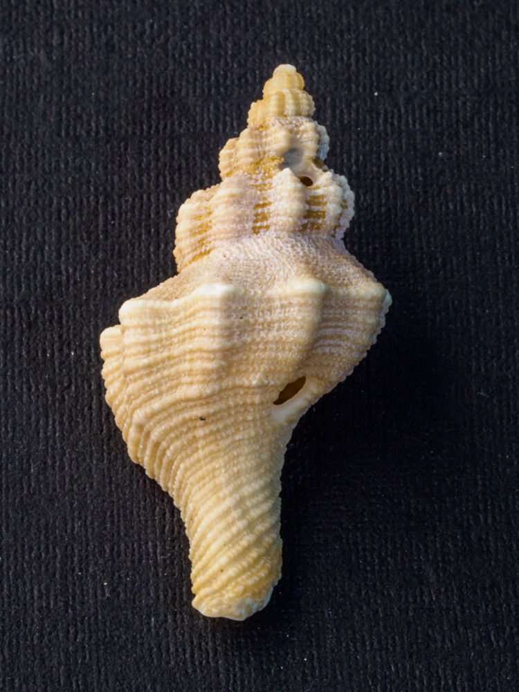 fusinus A