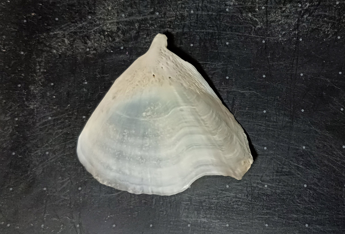 Pinna ??