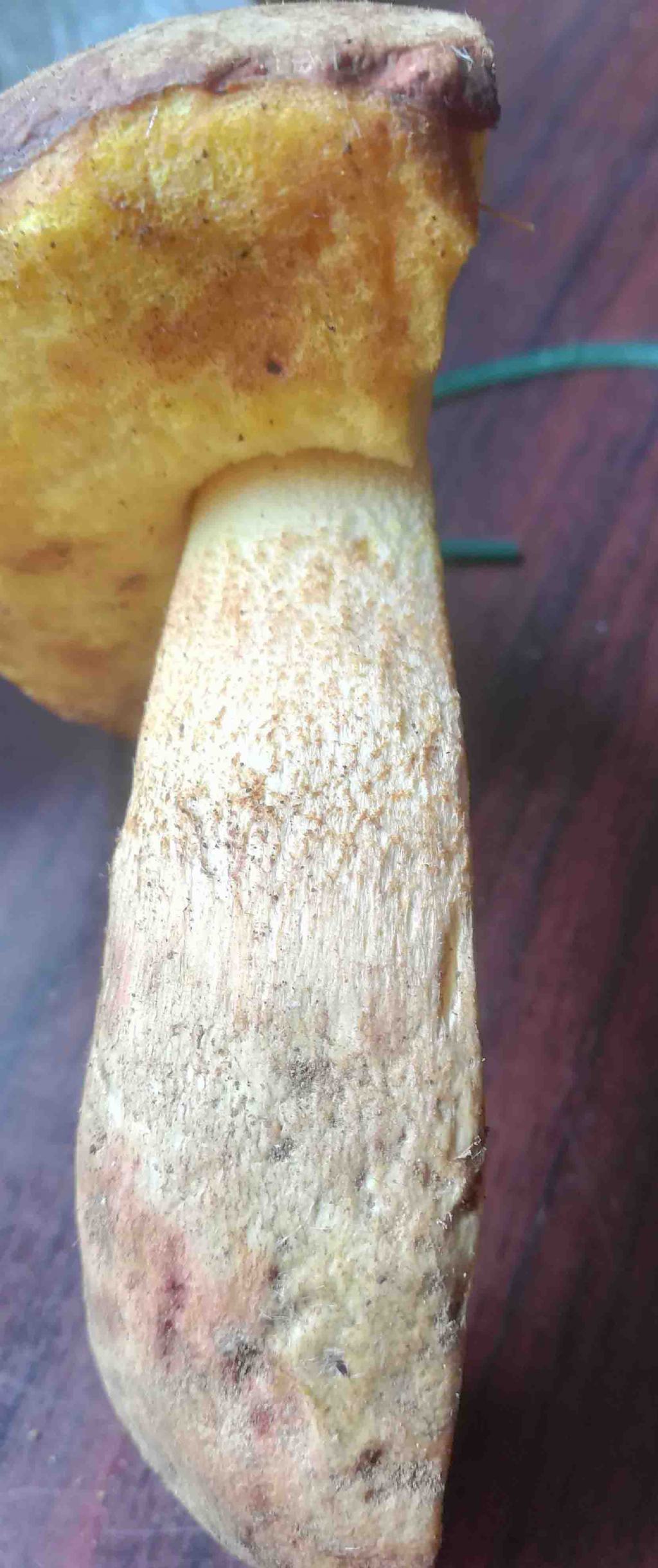 boleto specie?