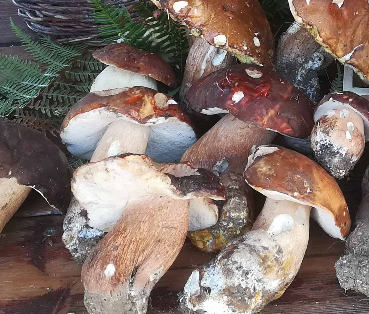 che boletus �