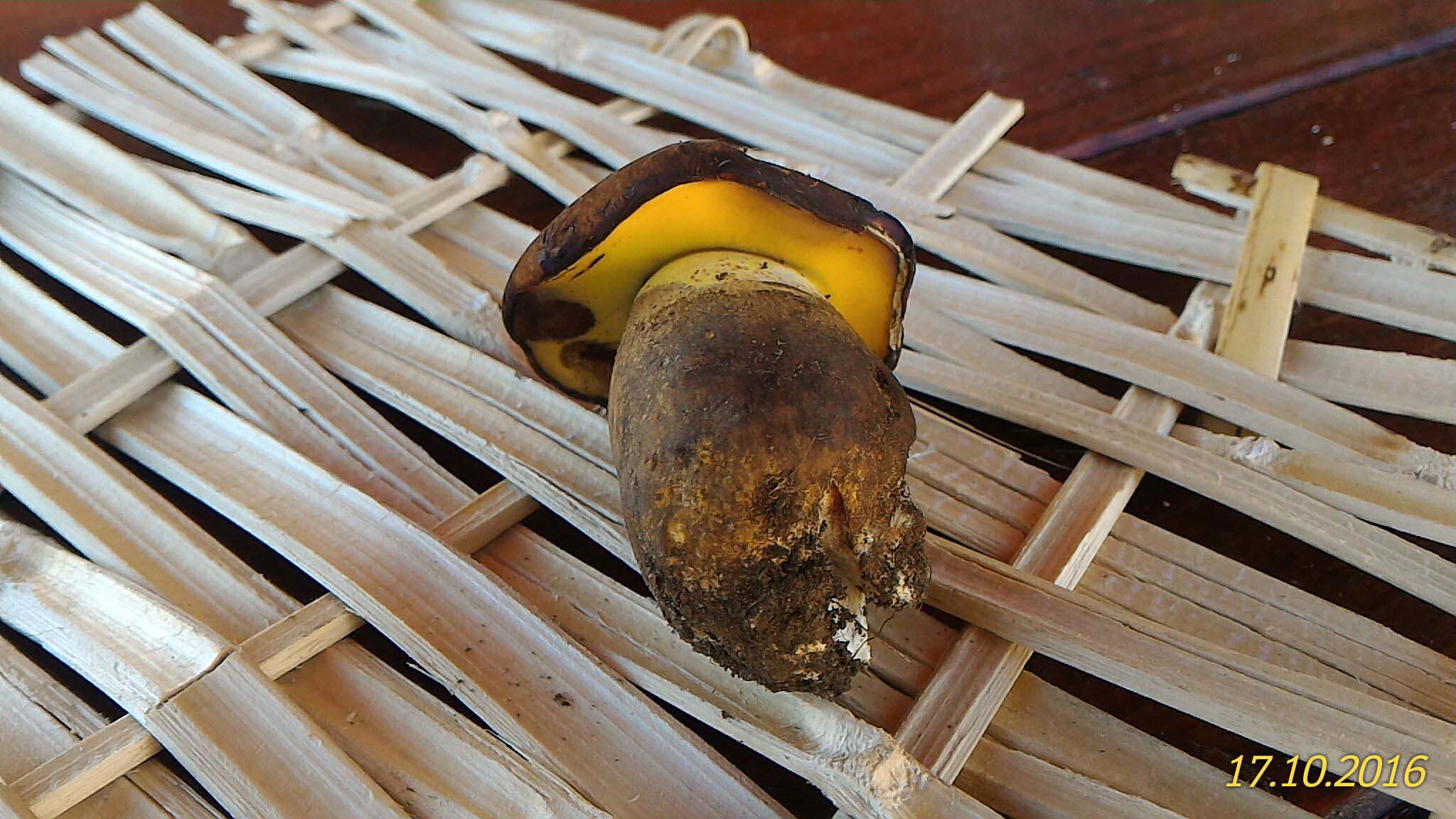 boleto da determinare