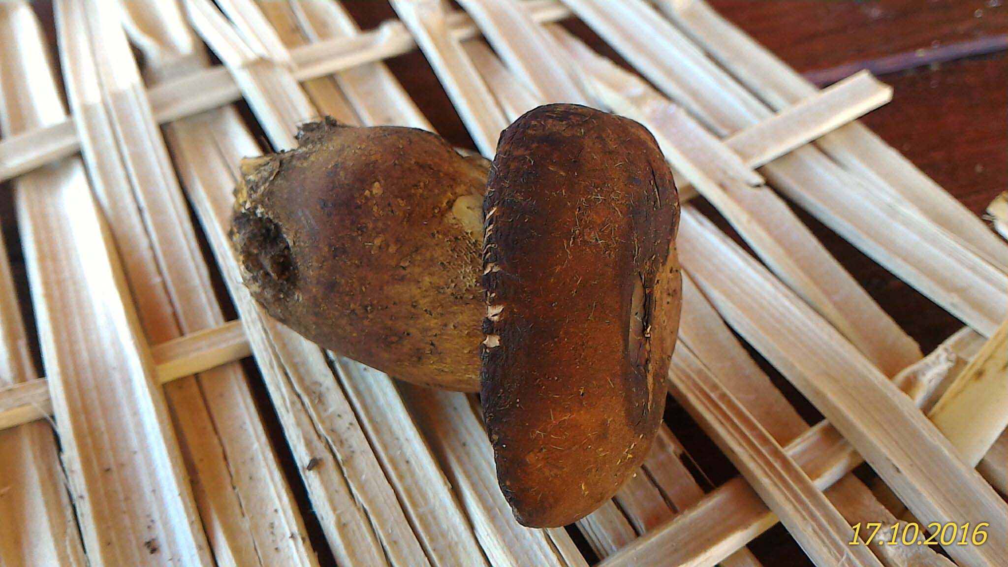 boleto da determinare