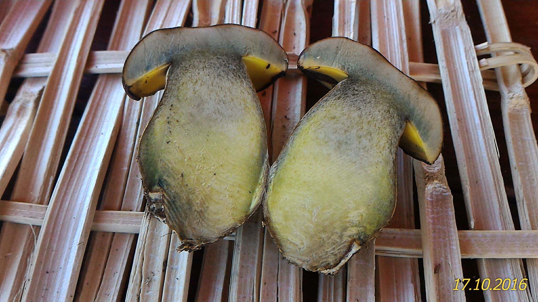 boleto da determinare