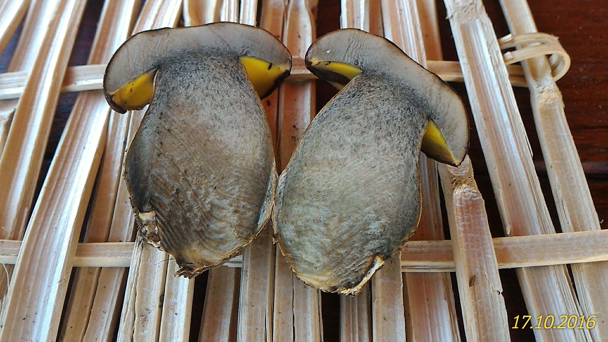 boleto da determinare