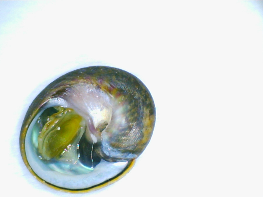 2 Trochidi da Palo Laziale