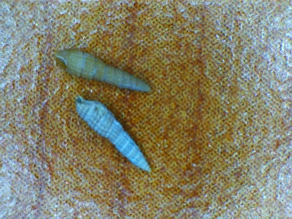 Da detrito spiaggia Cavalluccio-Jesolo (Venezia)