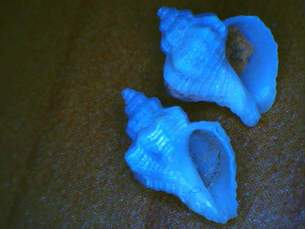 Corallioiphila forse brevis