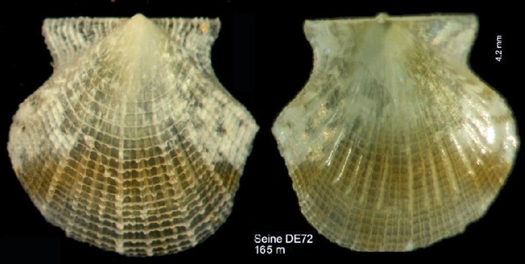 Bivalve Gorgona