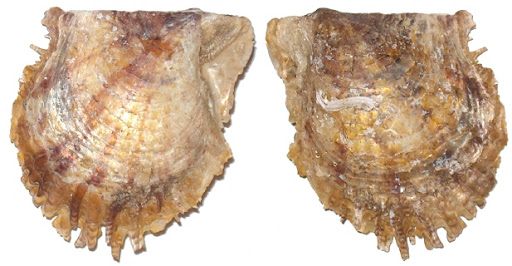 crassostrea saccostrea o altro