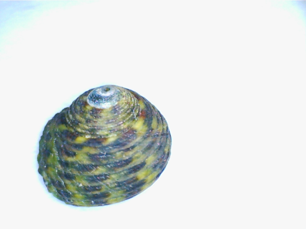 2 Trochidi da Palo Laziale