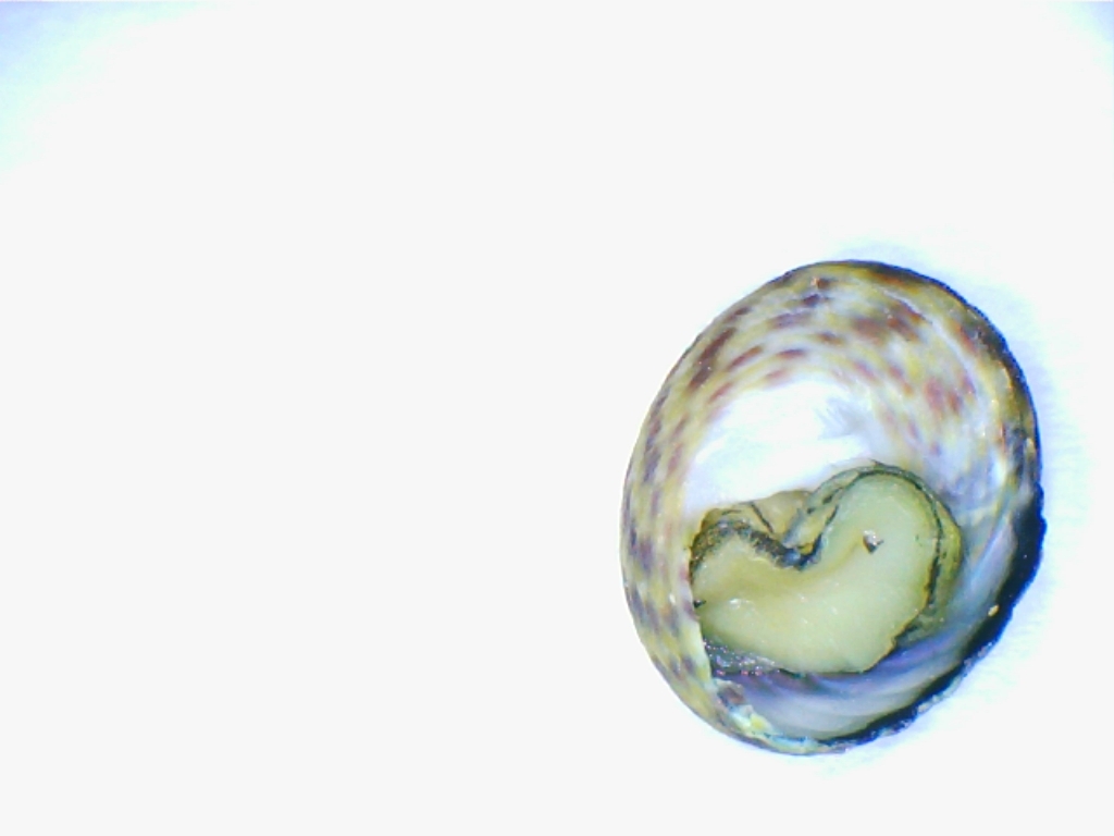 2 Trochidi da Palo Laziale