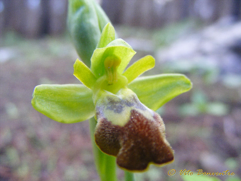 Ophrys lupercalis Devillers-Tersch. & Devillers