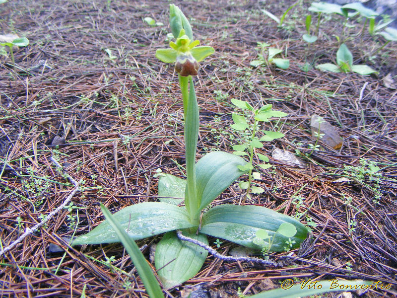 Ophrys lupercalis Devillers-Tersch. & Devillers