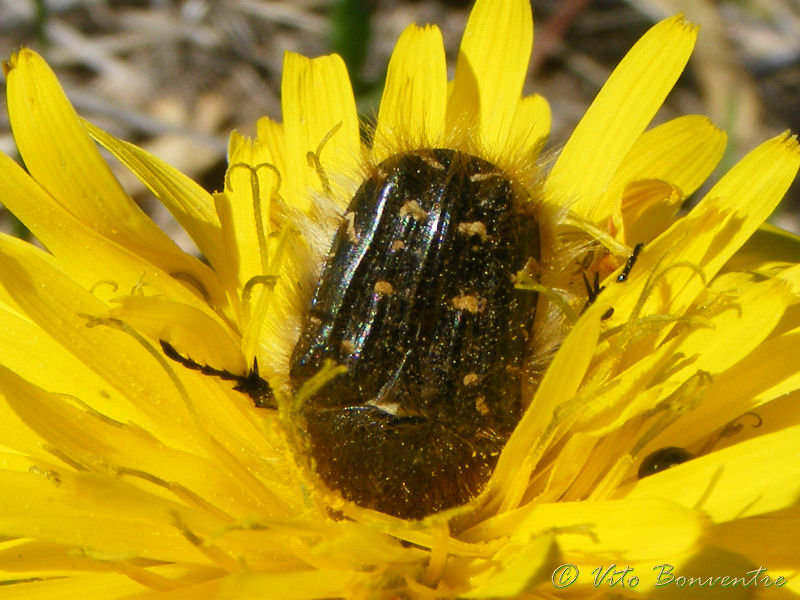 Tropinota sp.