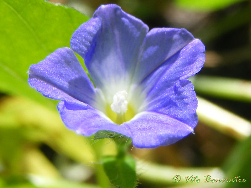 Convolvulus siculus / Vilucchio siciliano