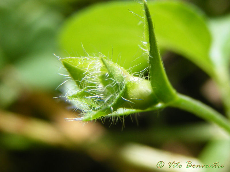 Convolvulus siculus / Vilucchio siciliano