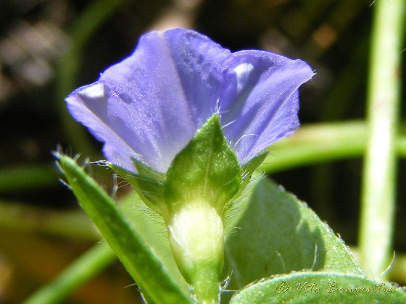 Convolvulus siculus / Vilucchio siciliano