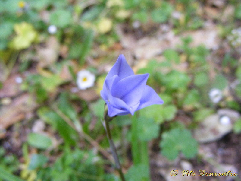 Ipheion uniflorum