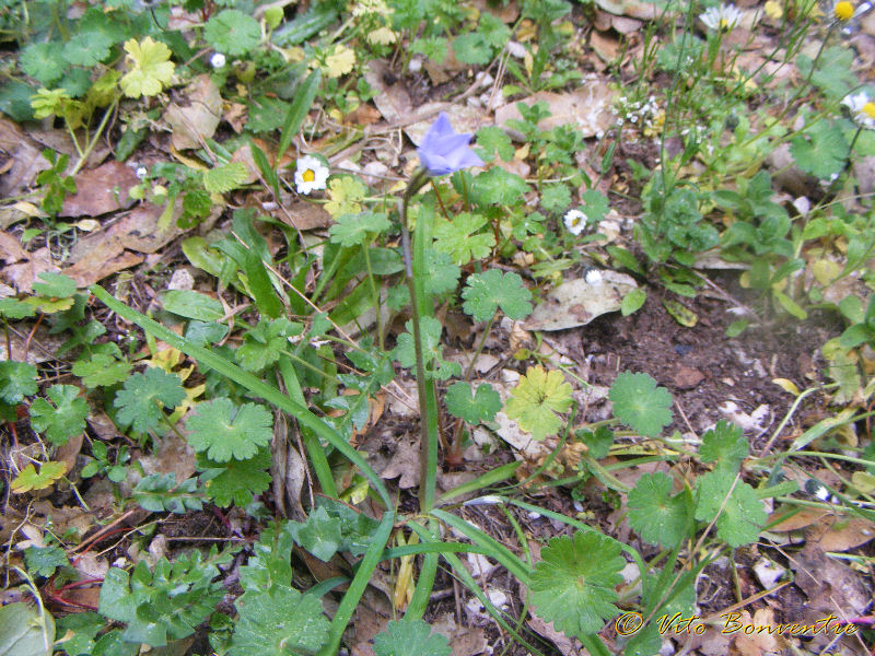 Ipheion uniflorum