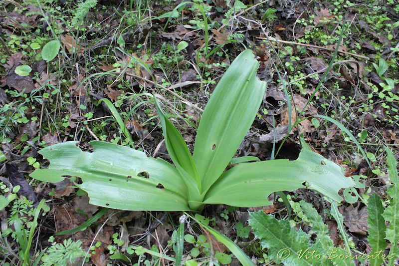 Rosette di Himantoglossum robertianum