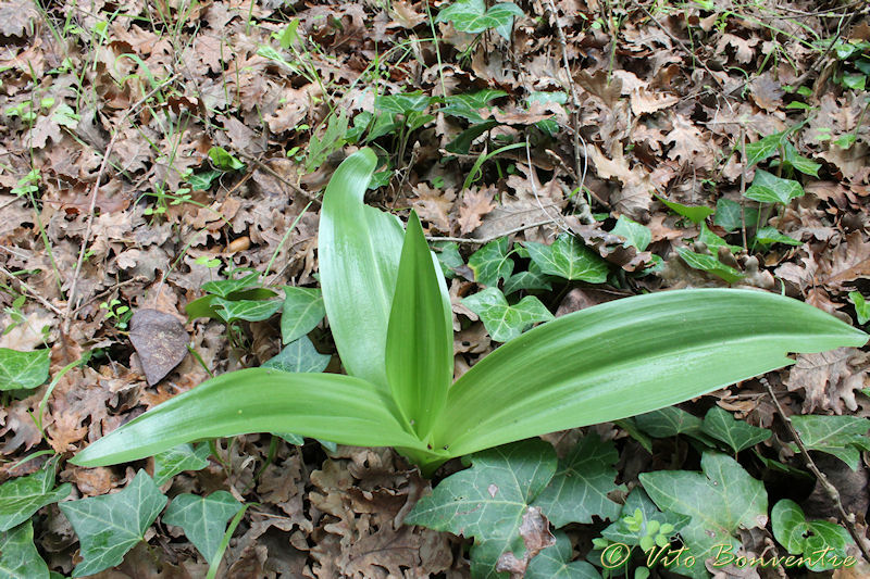 Rosette di Himantoglossum robertianum