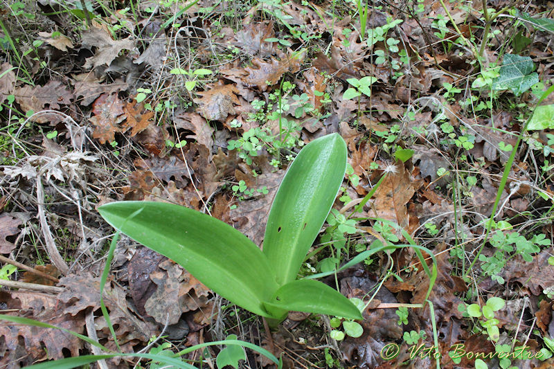 Rosette di Himantoglossum robertianum