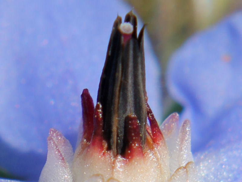Fra un''orchidea e un''altra: Borago officinalis