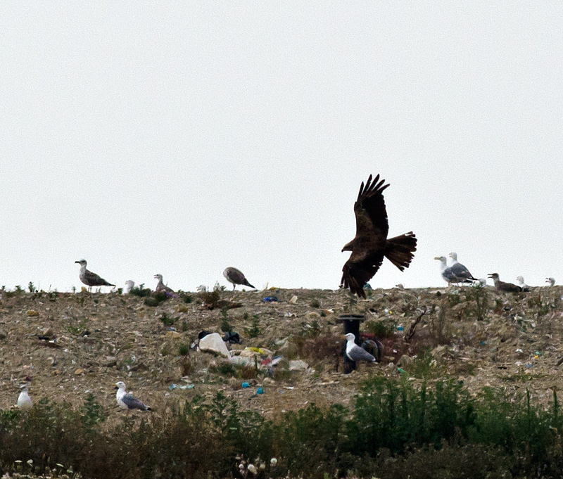 Rapace da ID