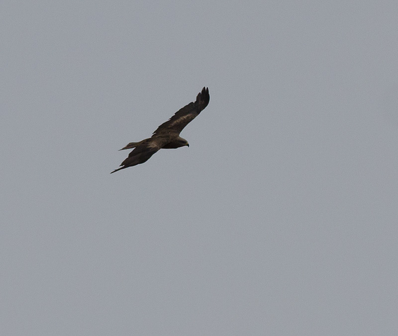 Rapace da ID