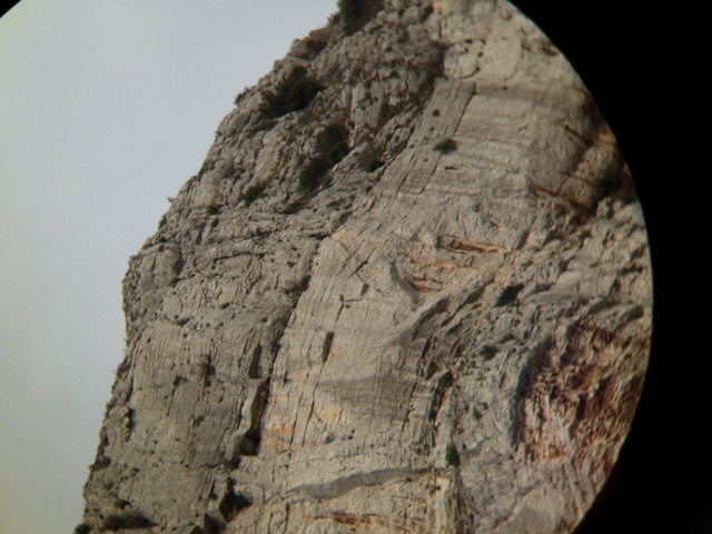 Aquila del Bonelli Provenzale