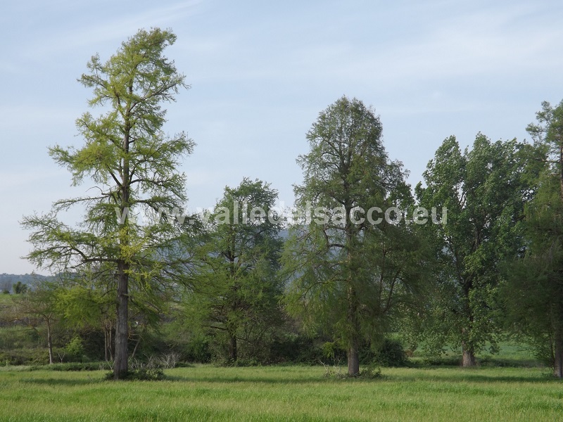 cipresso calvo?....forse....