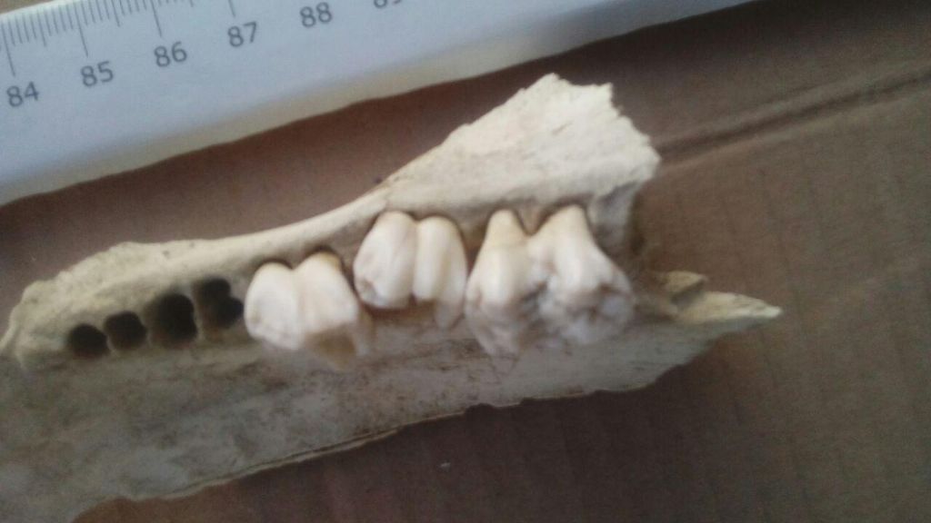 mandibola + cranio