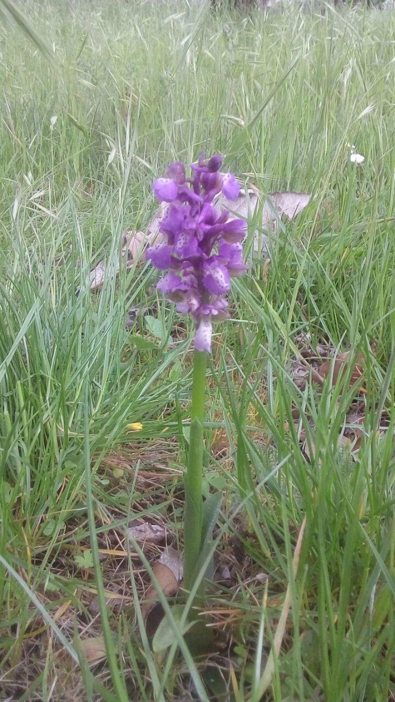 Anacamptis morio