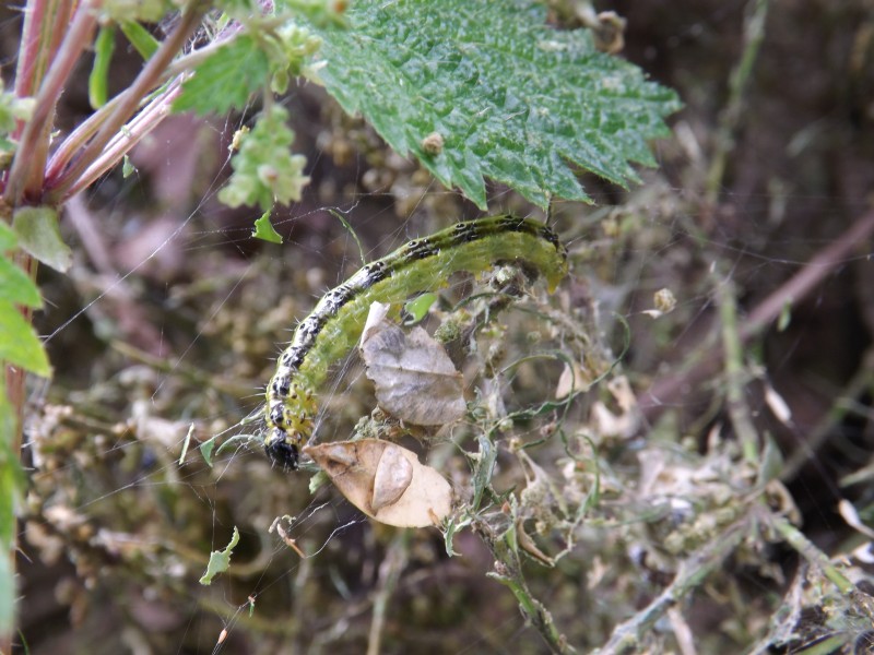 larva di Cydalima perspectalis? Sì